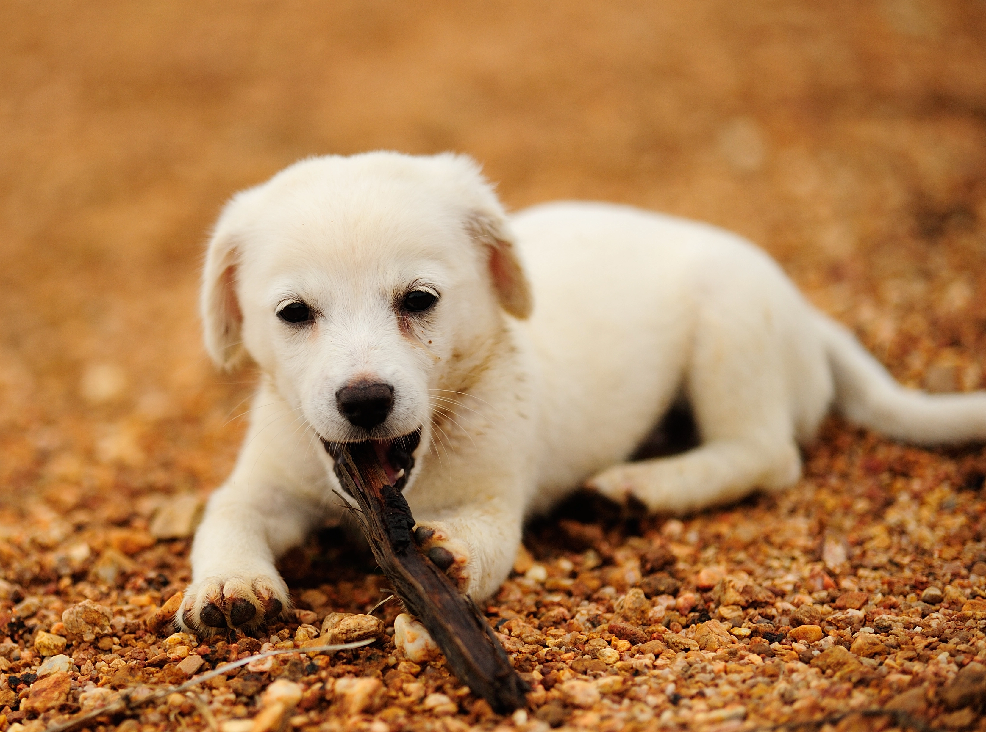 fotos de animais, animais fofos, fotos de animais na internet, produtividade no trabalho
