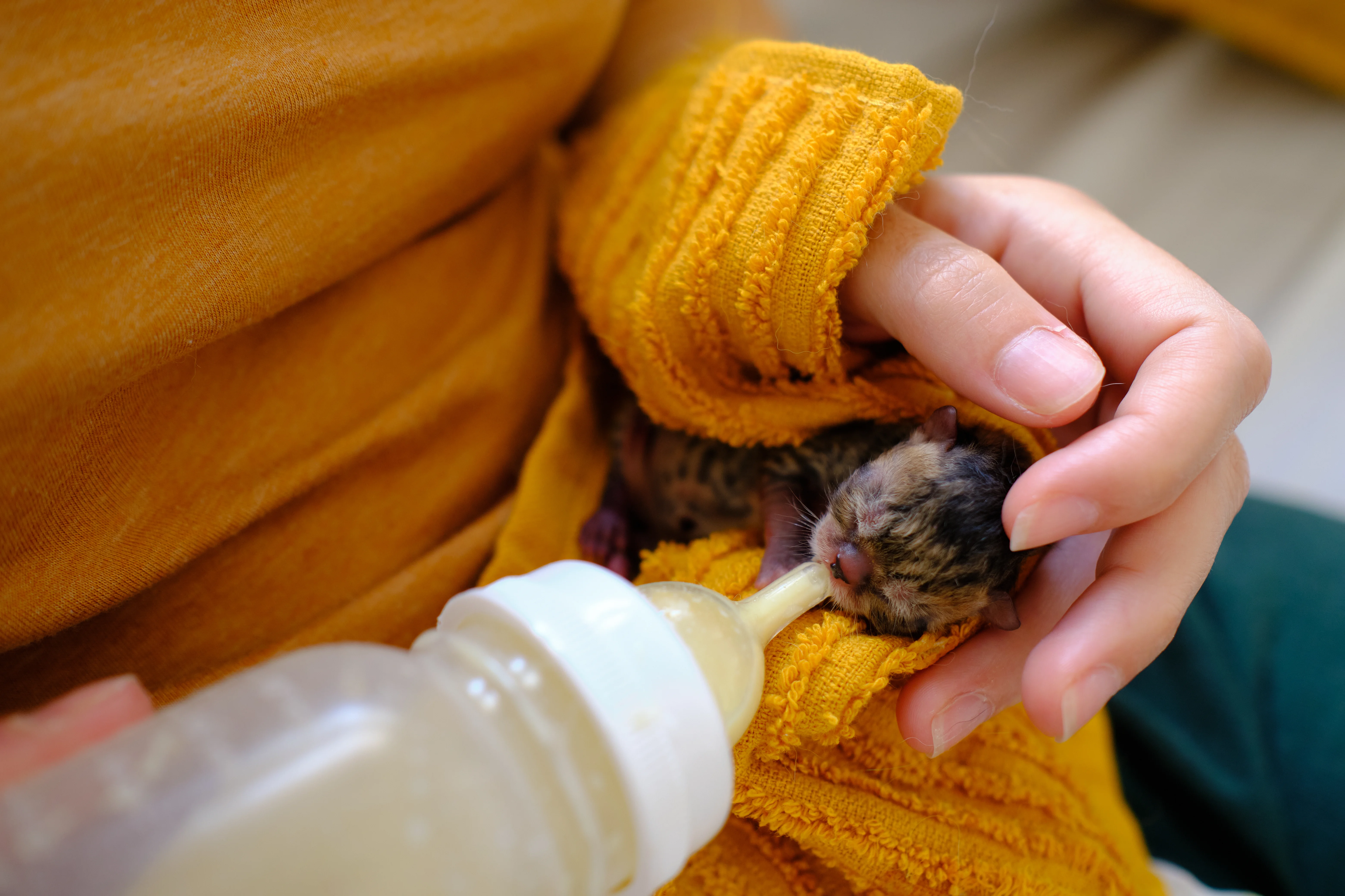 fotos de animais, animais fofos, fotos de animais na internet, produtividade no trabalho