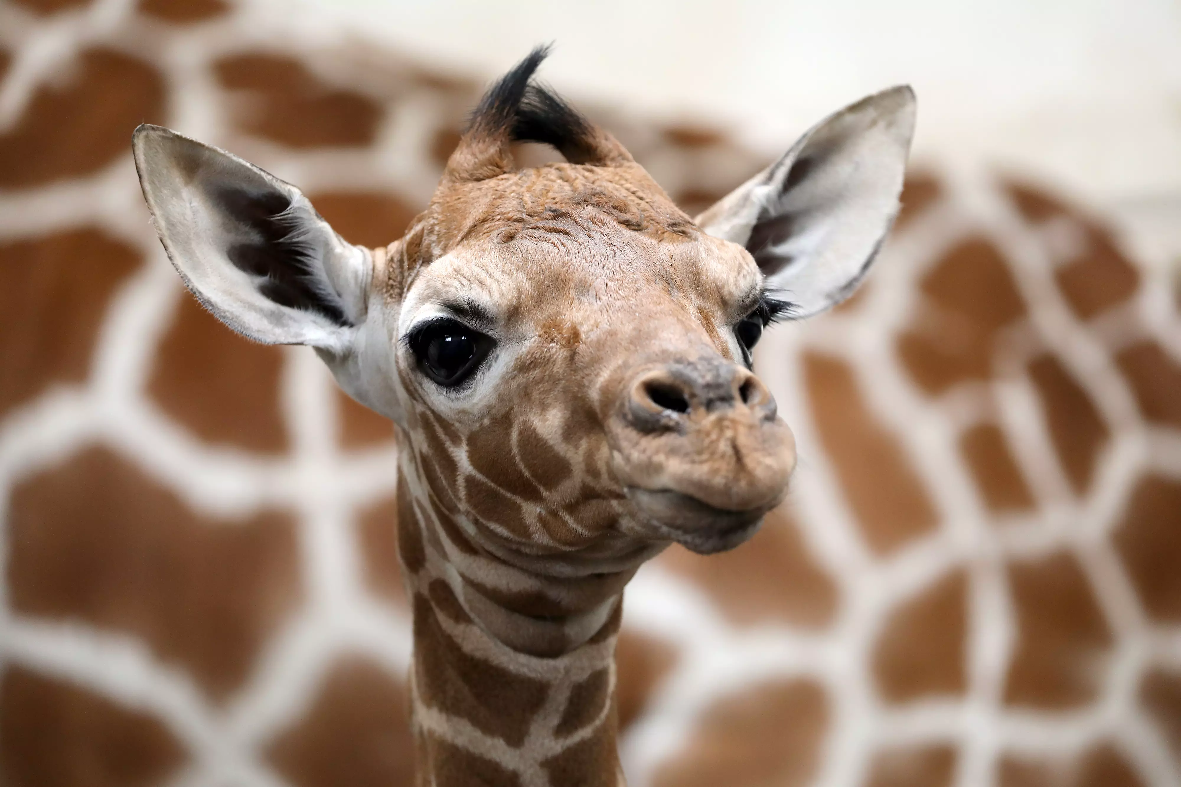 fotos de animais, animais fofos, fotos de animais na internet, produtividade no trabalho